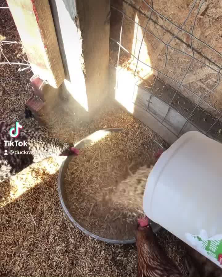 A day in the life of a Duck Rancher! . . My first attempt at a TikTok ...
