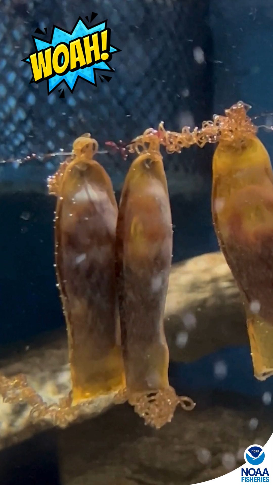 Did you know that horseshoe crabs use their telson—tail—to flip over ...