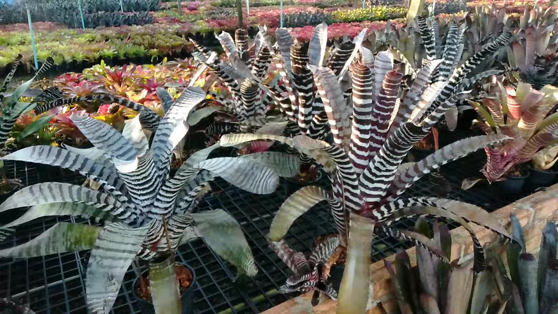 Aechmea black selected hybrid plant