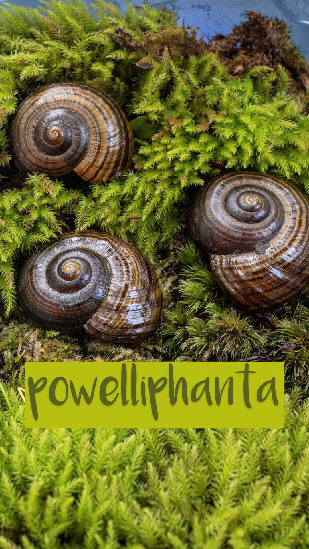 POV: you can’t stop thinking about how the Powelliphanta are the world ...