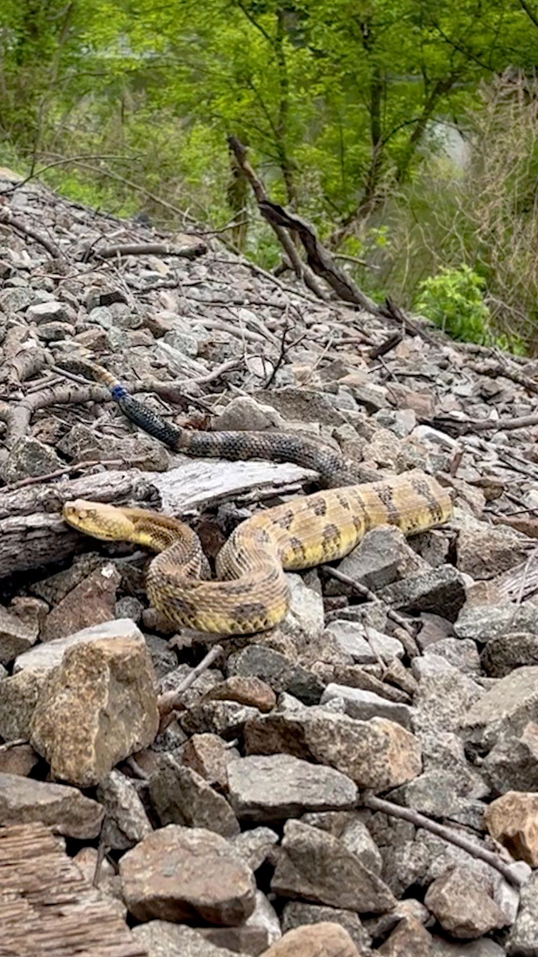 DEC Wildlife Tech Madeline Wlasniewski was recently in the Souther Tier ...