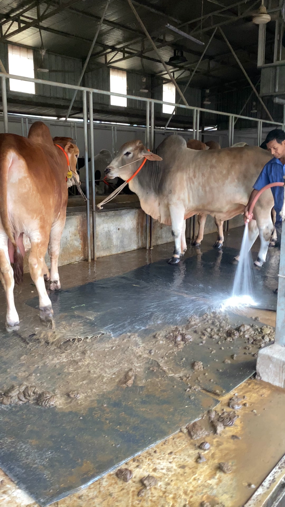 The cow dung that is kept in the morning is being cleaned very nicely ...