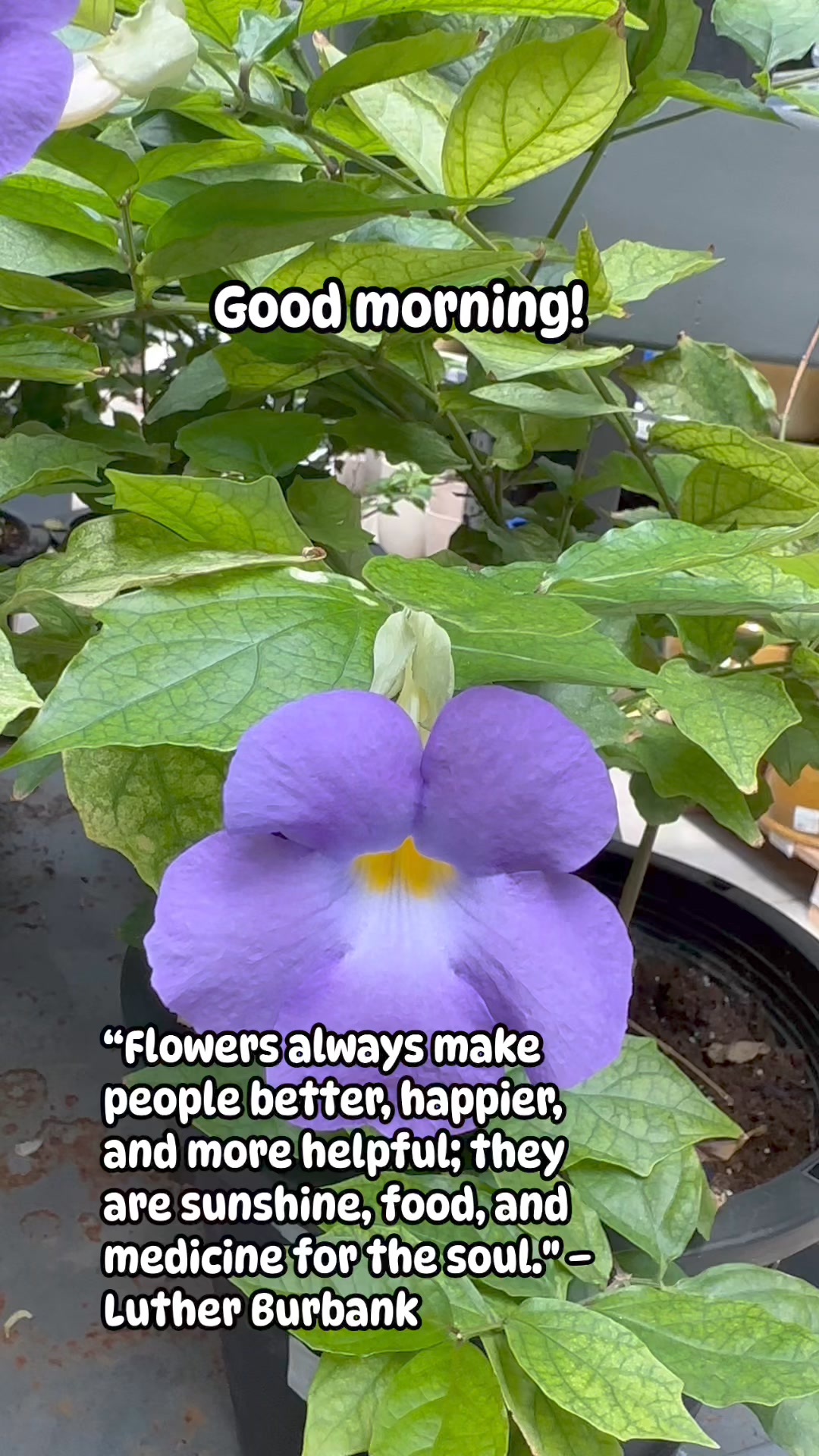 king's mantle from c lippings The common name of this plant is Mantle, Bush Clock Vine, and Thunbergia. It is a prolific bloomer, deep purple, trumpet-shaped flowers with a white and yellow throat blooms all year long. In this video, I