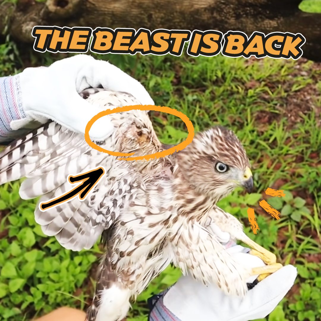 The Mysterious Beast Has RETURNED! | The Mysterious Beast Has RETURNED ...