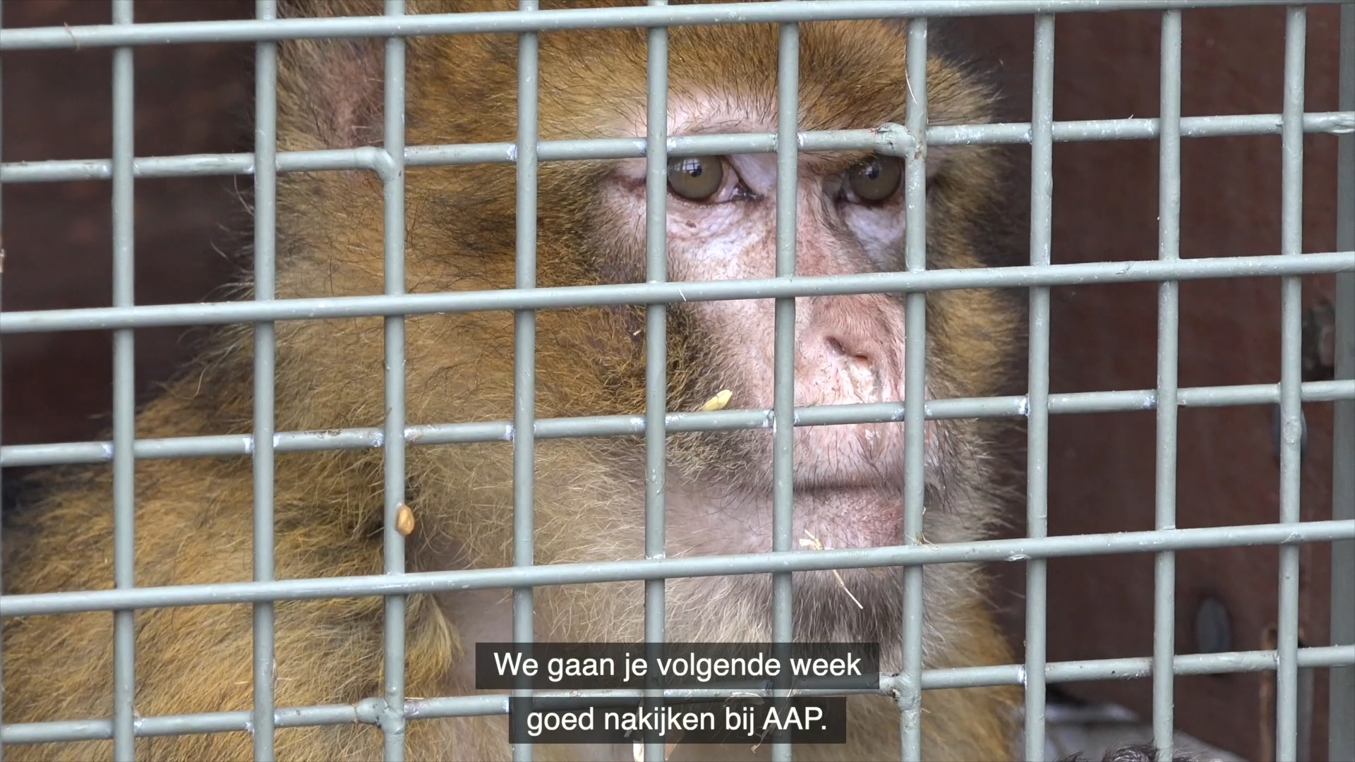 Berberaap Izzy gered van eenzaam bestaan - Stichting AAP | Onlangs ...
