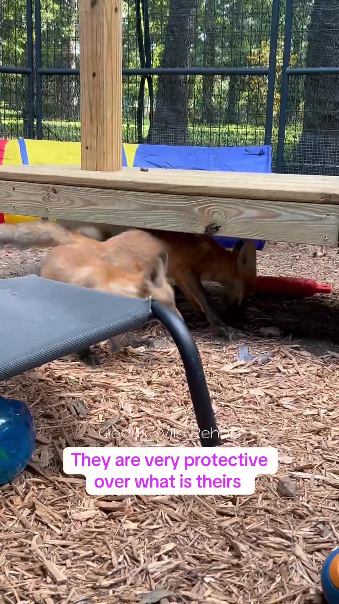 Saturday afternoon with the 7 fox kits #geauxwildrehab #fox #foxes # ...