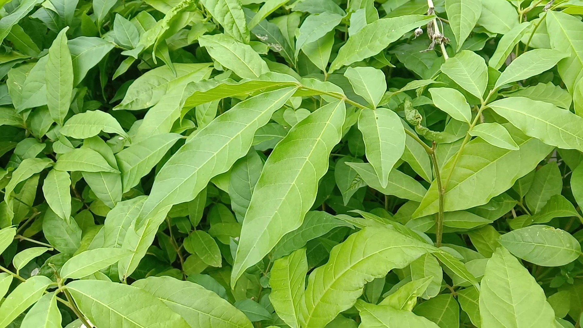 Sapindus mukorossi, Sapindus Soapberries known as Soapnut tree South ...