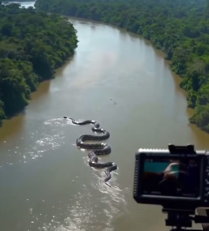 #Sorprendente | Terrible anaconda en el Amazonas! Se volvió #viral el