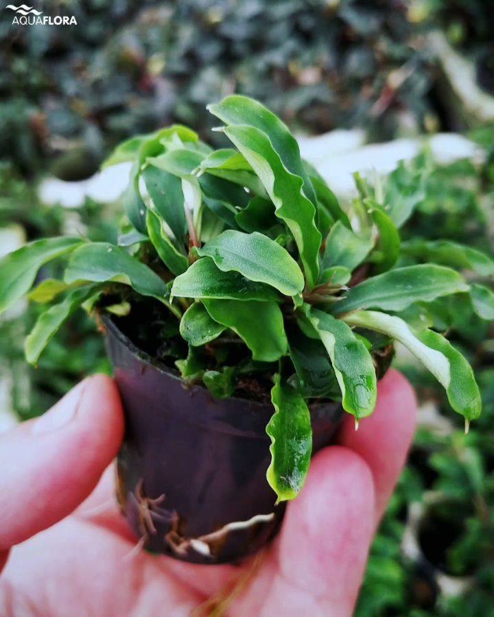 The beautiful Bucephalandra 'Wavy Green' available in our