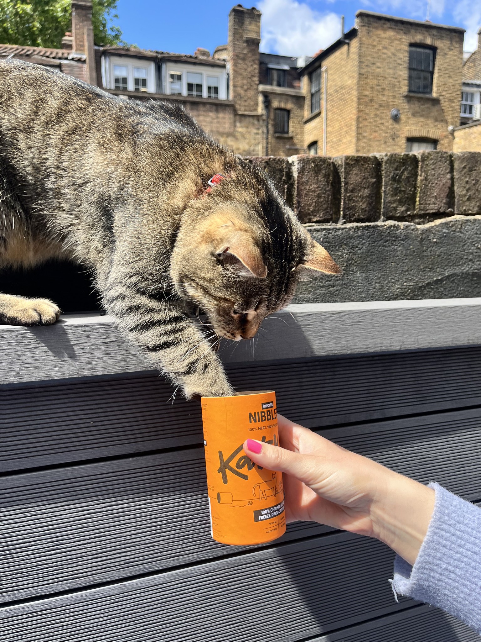 Did you know: 95% of cat parents see incredible health changes after ...