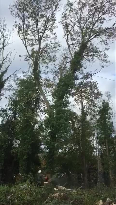 Treeline - Controlled directional felling of an out of...
