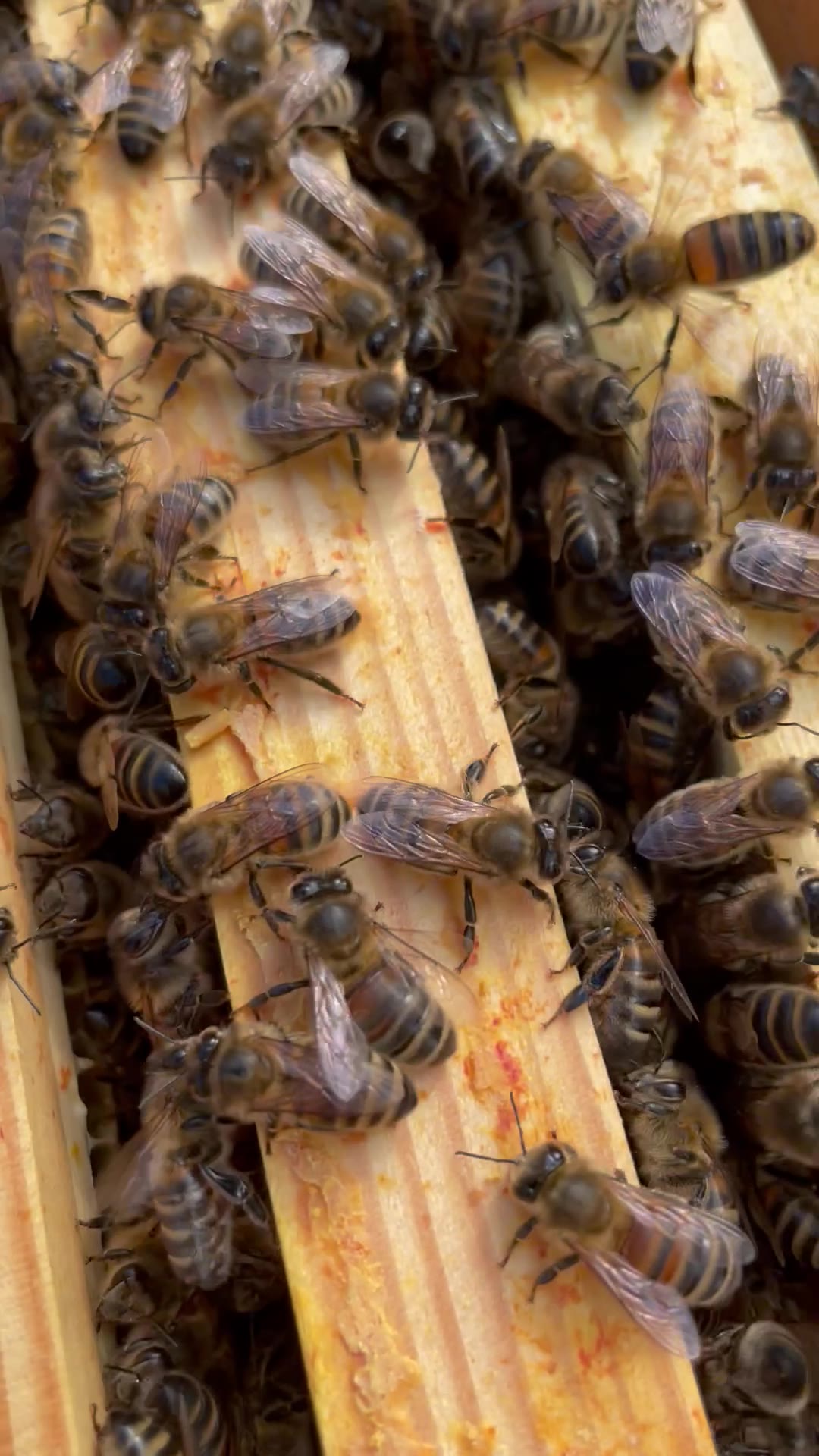 Commmonside Farm Honey - Barlow - Home