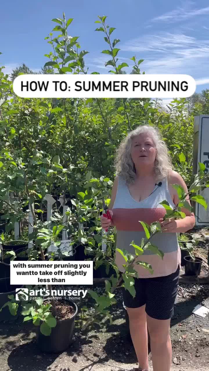 How To: Summer Pruning With Summer pruning you want to take off ...