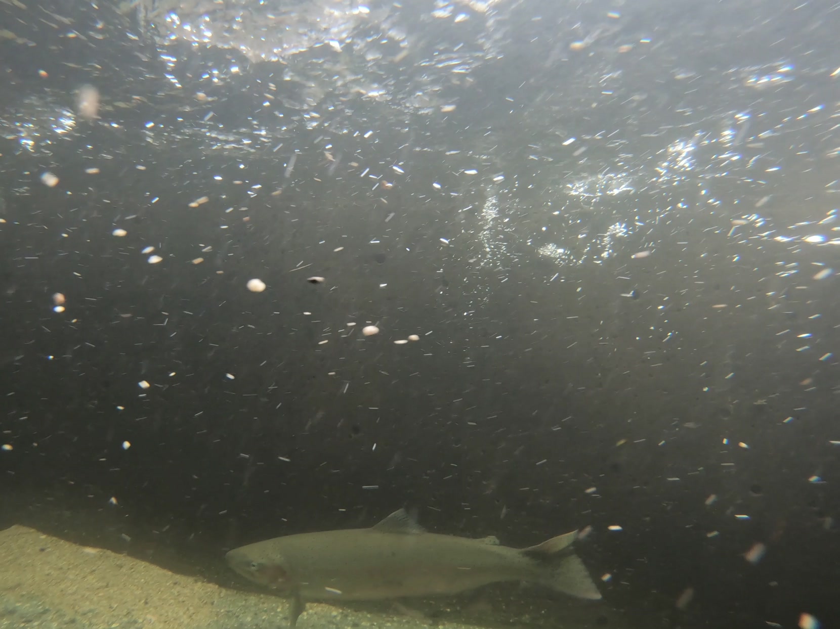 We've been seeing (big) fish consistently this past month coming ...