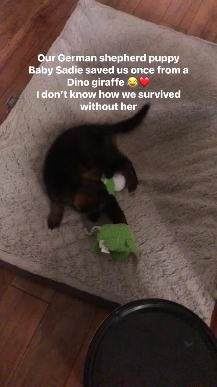 The first time our German Shepherd puppy BABY SADIE saved us 😂 ️ reels