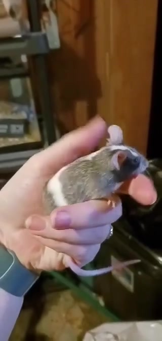 My unique looking pied merle buck. I'll have to get some decent ...