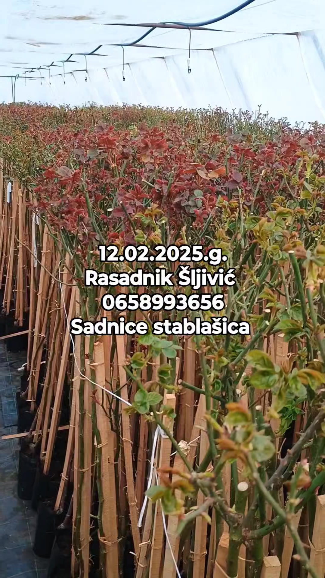 Rasadnik Šljivić