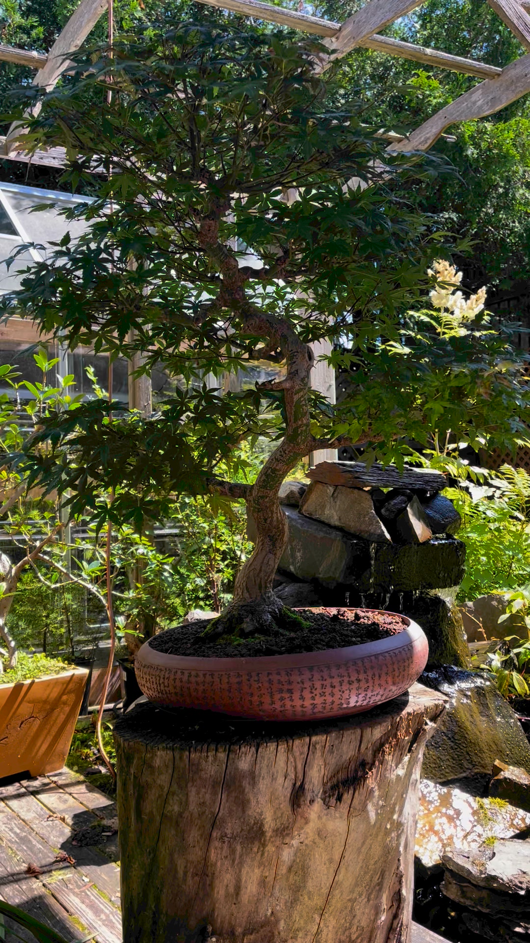 Bonsaï Érable Japonais Deshojo - 25-30cm - Pot Céramique - Plante Extérieur - Feuilles Rouges - Arbre Miniature