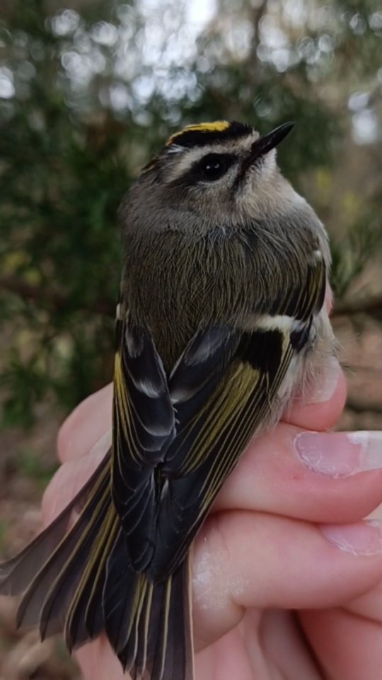The Golden-Crowned Kinglet, one of the smallest birds we band here