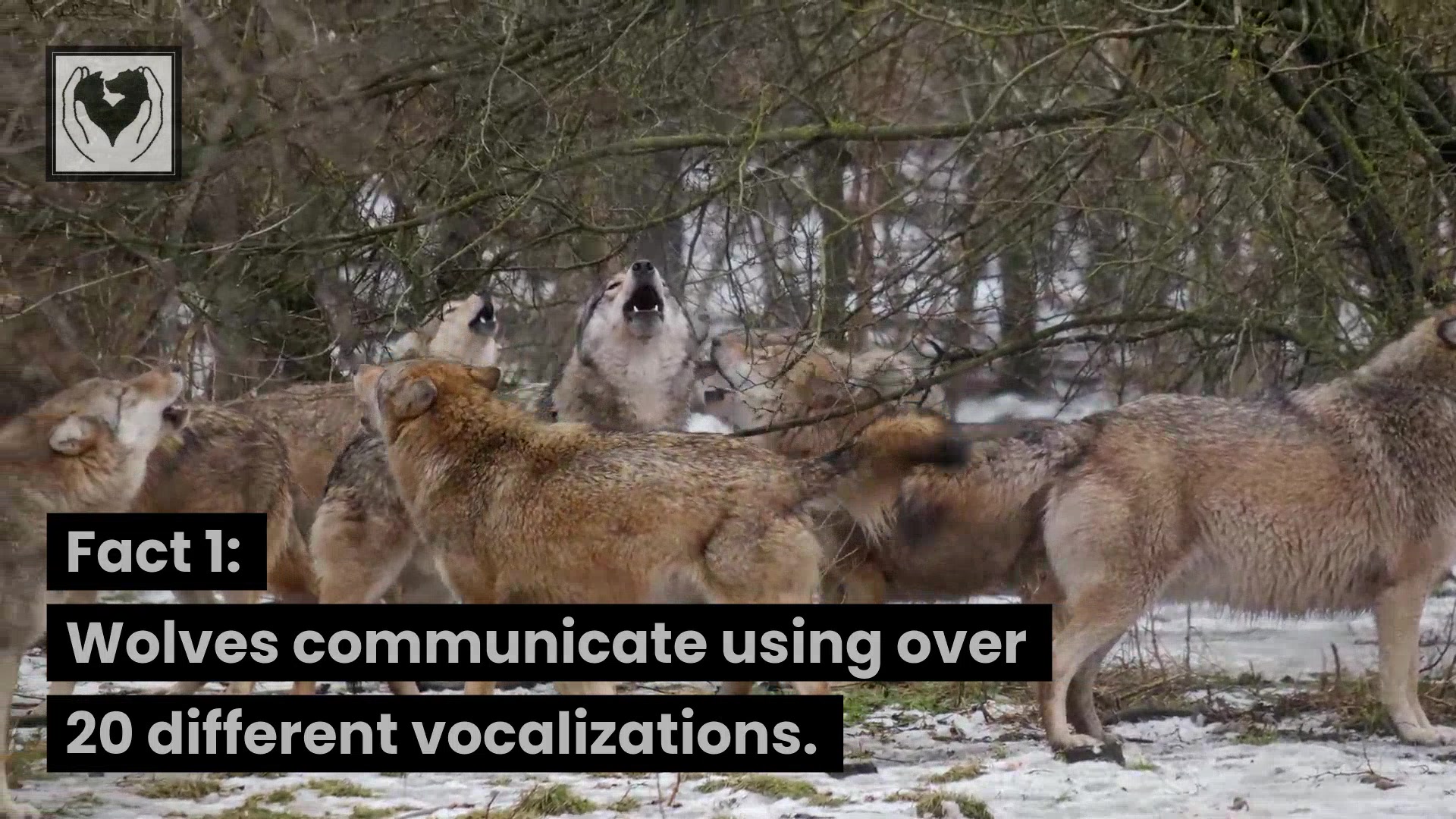 Discover amazing wolf facts that will leave you in awe! From their ...