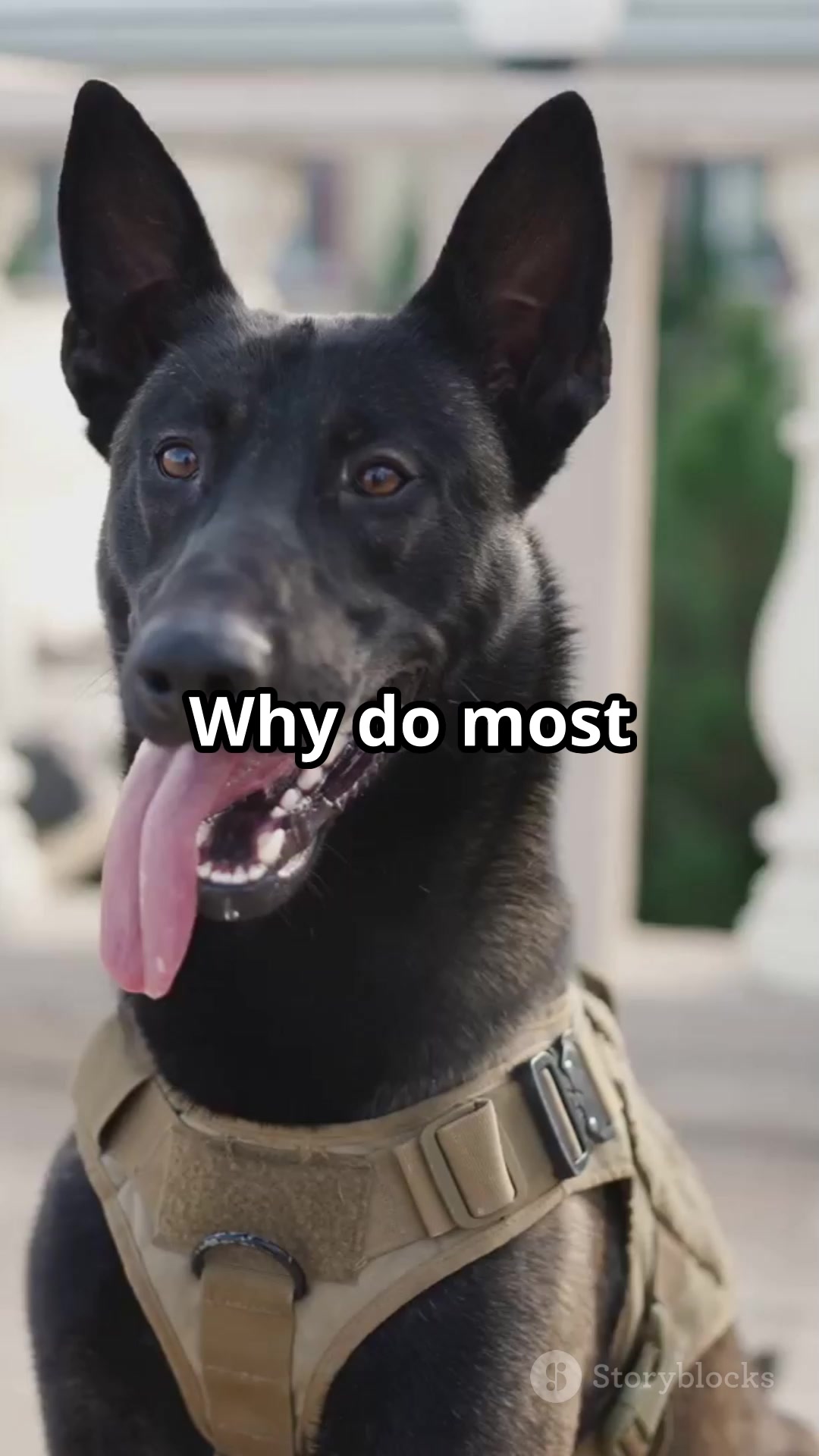 Top 5 Guard Dog Breeds to Protect Your Homestead Looking for the ...