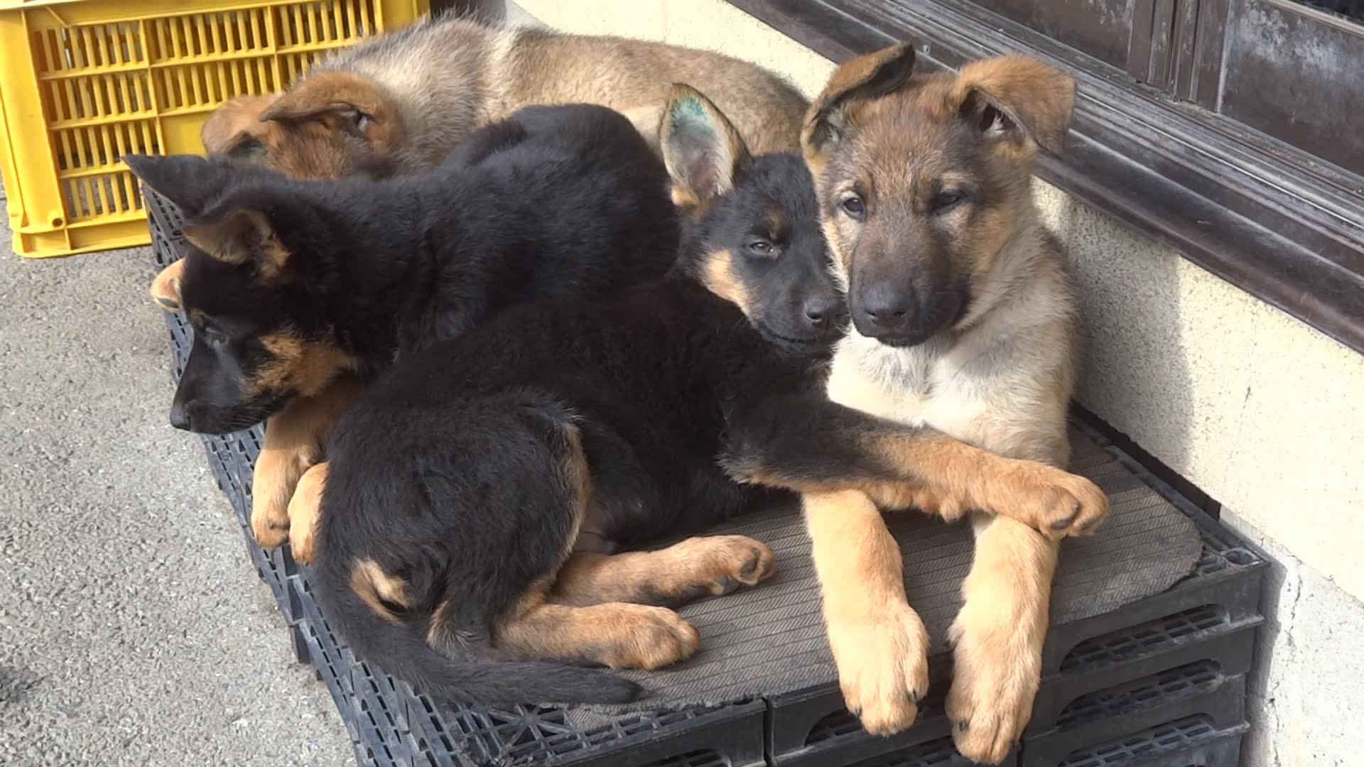 警察 犬 訓練 所 シェパード 子犬