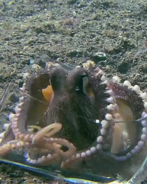 Octopuses control muscles under their skin that can make it look smooth ...