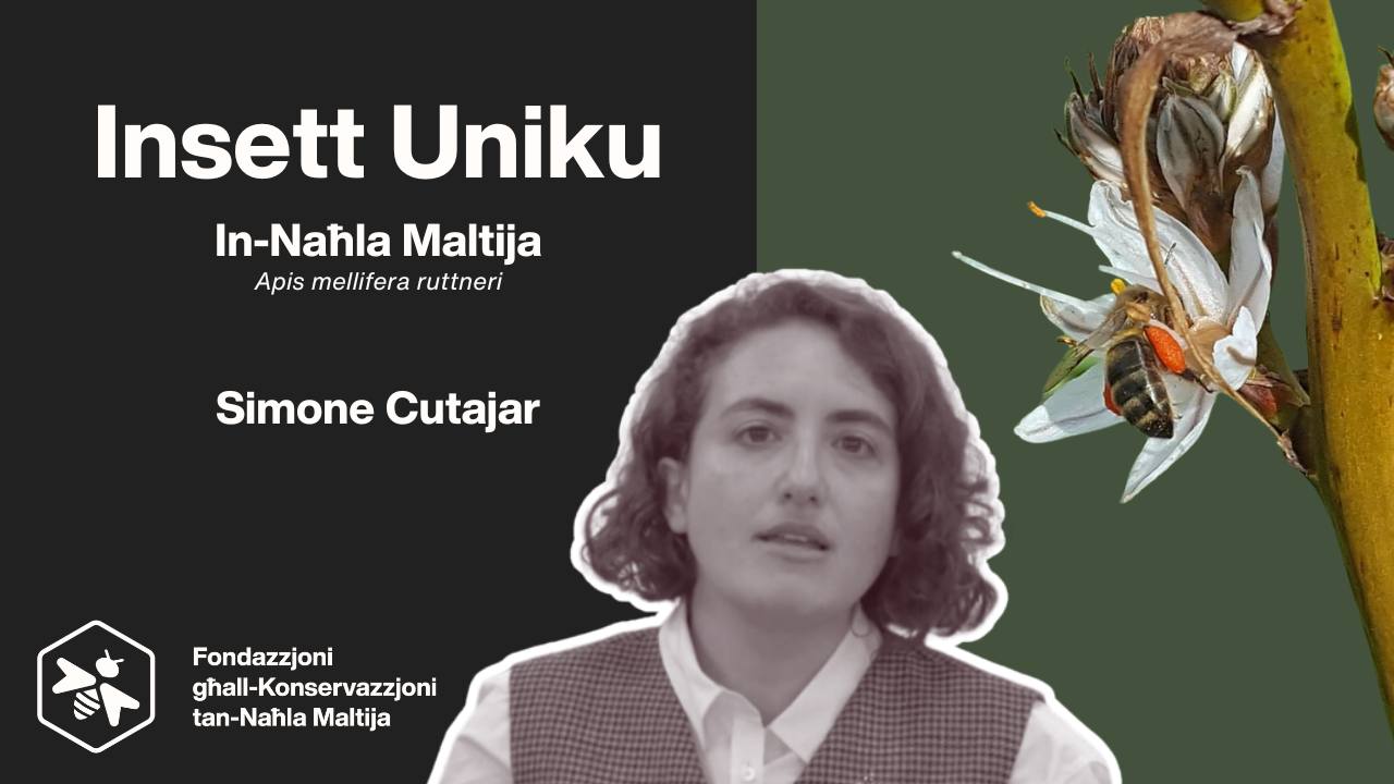 🎬 Watch the full interview on the Maltese Honey Bee with 𝐒𝐢𝐦𝐨𝐧𝐞 𝐂𝐮𝐭𝐚𝐣𝐚𝐫 ...