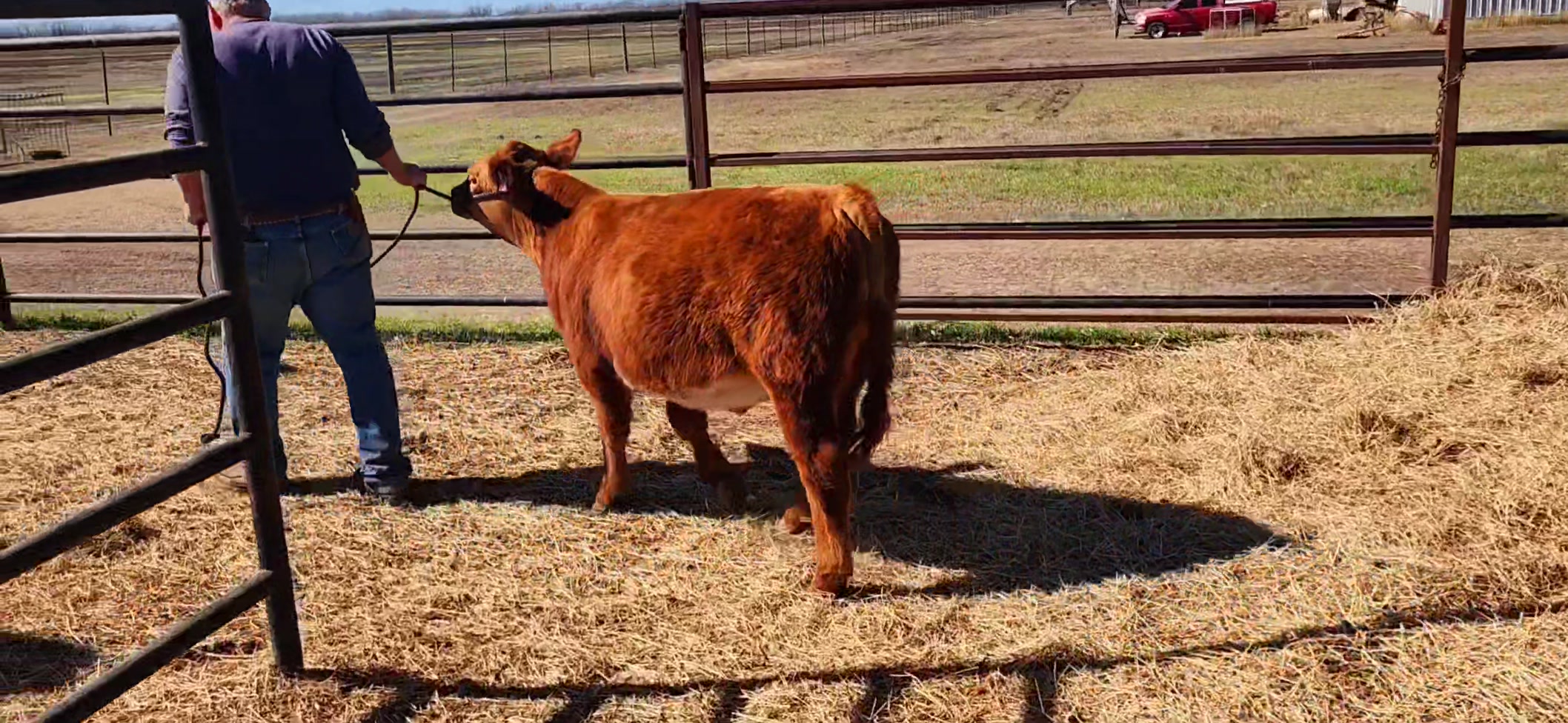 Sanders Show Cattle | Floresville TX