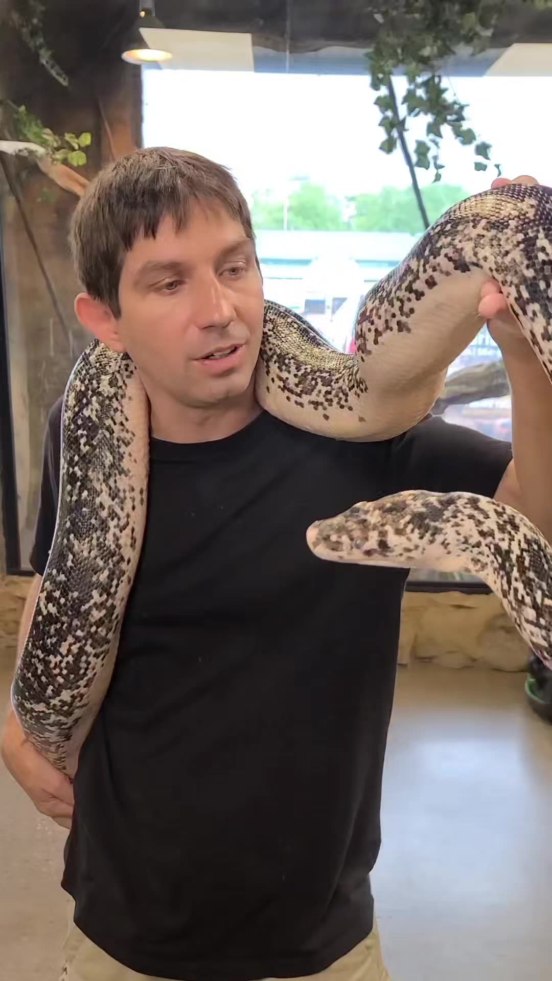 Cow Python at The Reptarium #snakes #animals | Wild Charles | Wild ...