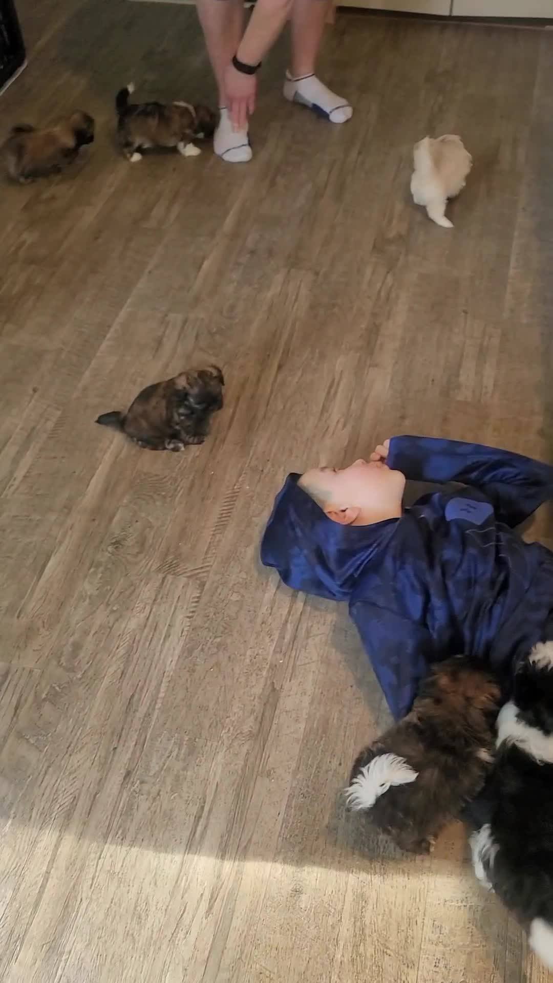 Tiny Tzu Mighty Shih Tzu's - Home | Facebook