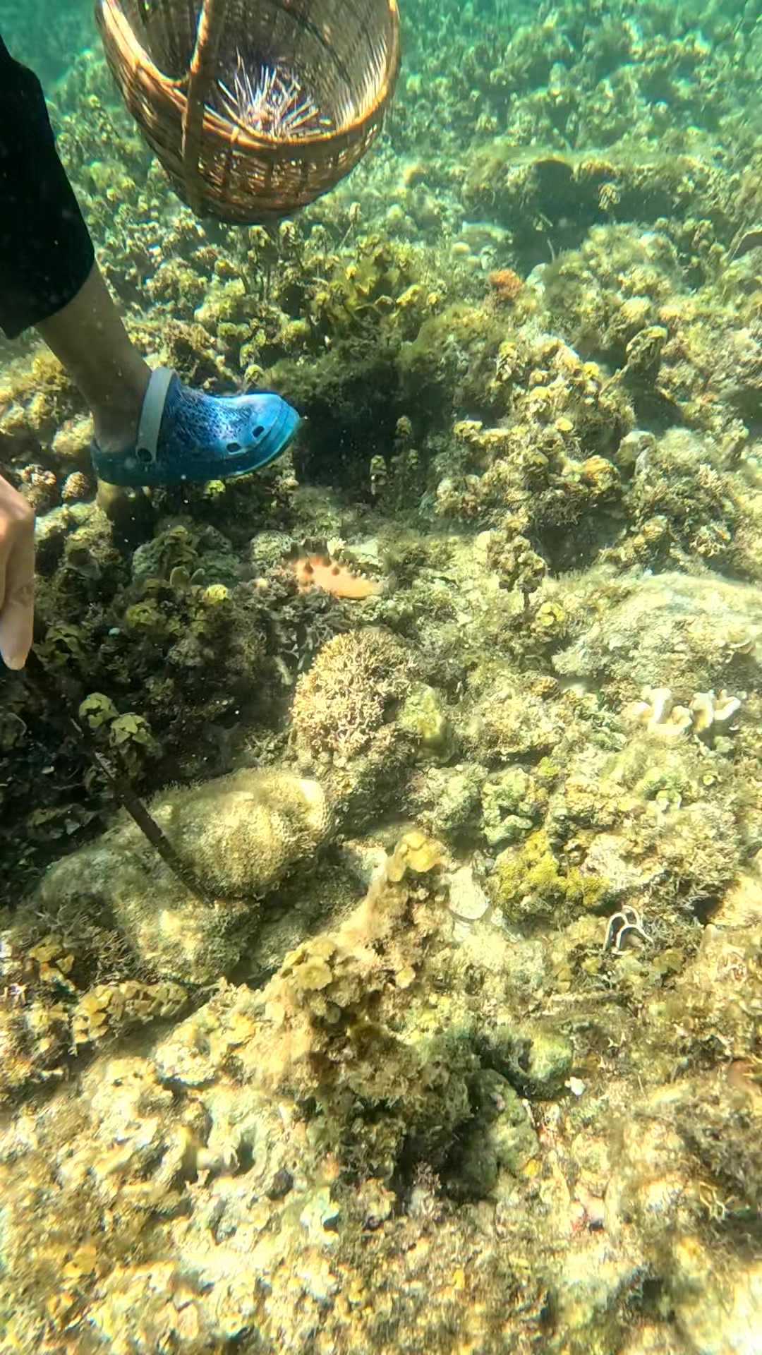 This is how we catch sea urchin #seashorevibes #SeaAdventure #seashells ...