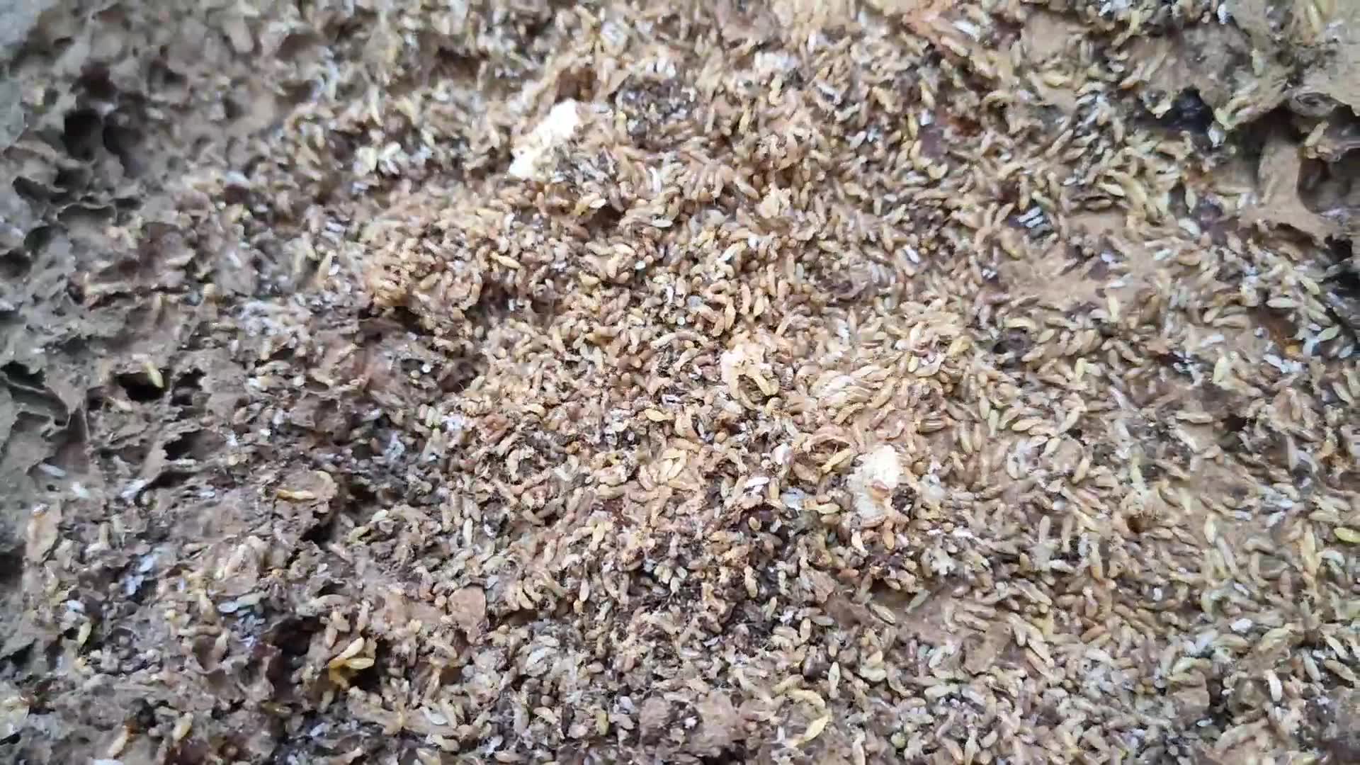 Pampanga ANAY &... - Pampanga ANAY & PEST Solution Services