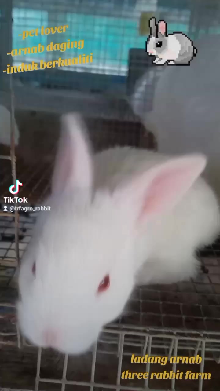 Three rabbit farm | Bachok