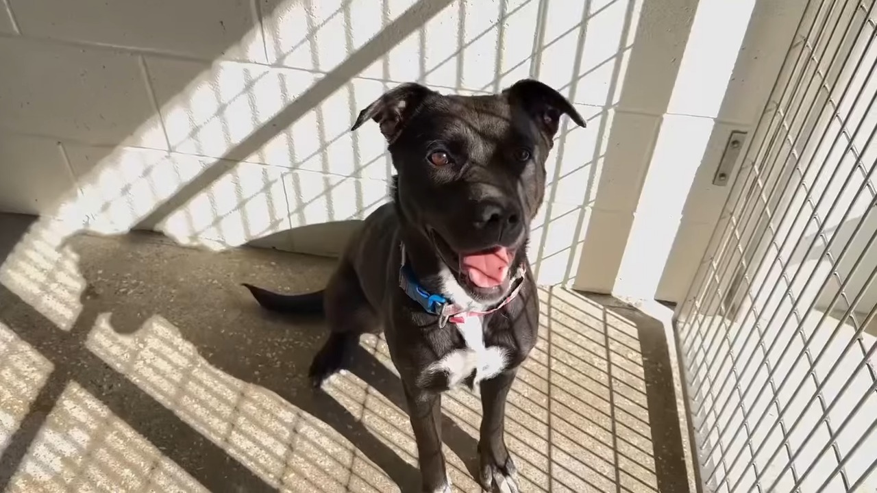 ️2/10/23 SAFE with Strong Paws Rescue! Sweet ELLA is on the Final ...
