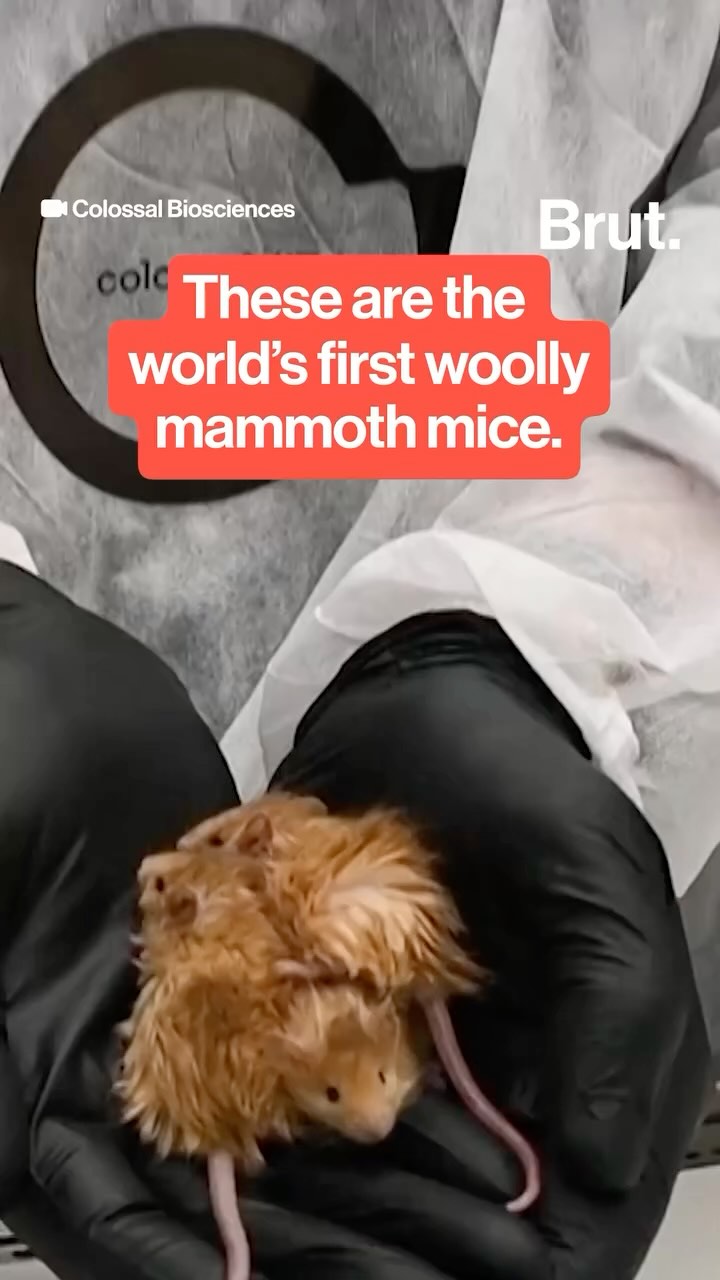 Colossal Biosciences has engineered the mouse equivalent of woolly ...