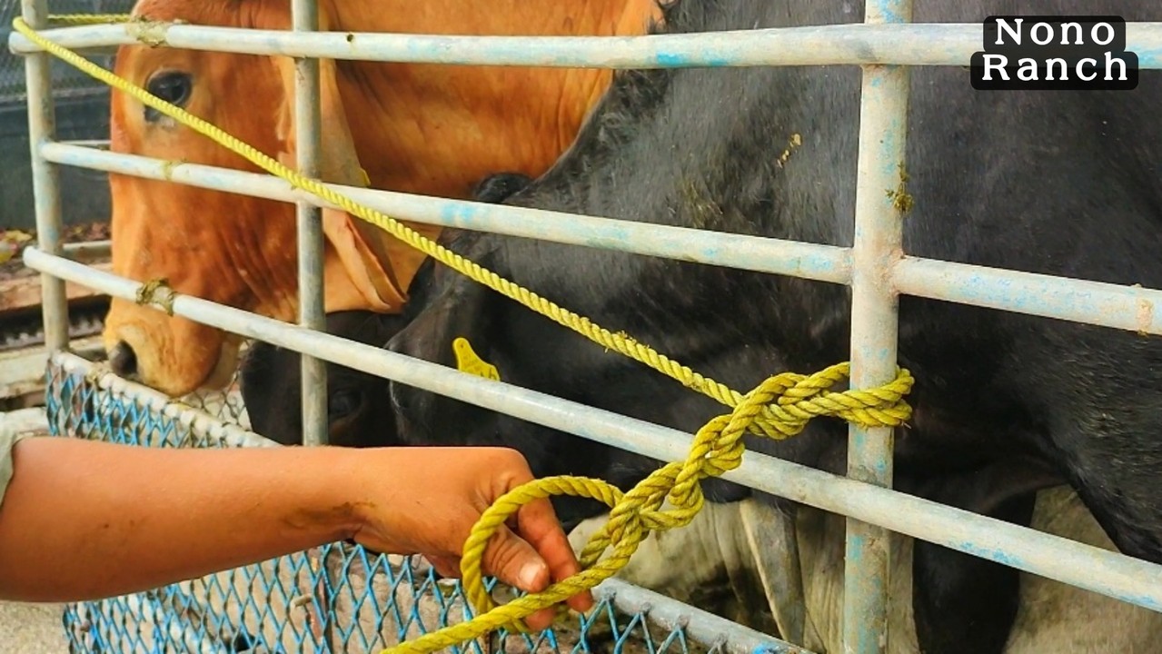 Nudo Para Amarrar Vacas | Nudo Para Amarrar Ganado SÍGUEME en Facebook ...