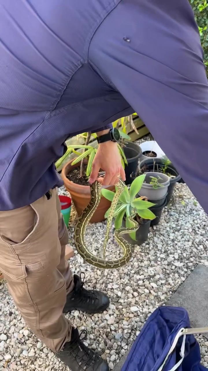 Snake Climbs Over My Head! After catching this gorgeous Carpet Python ...
