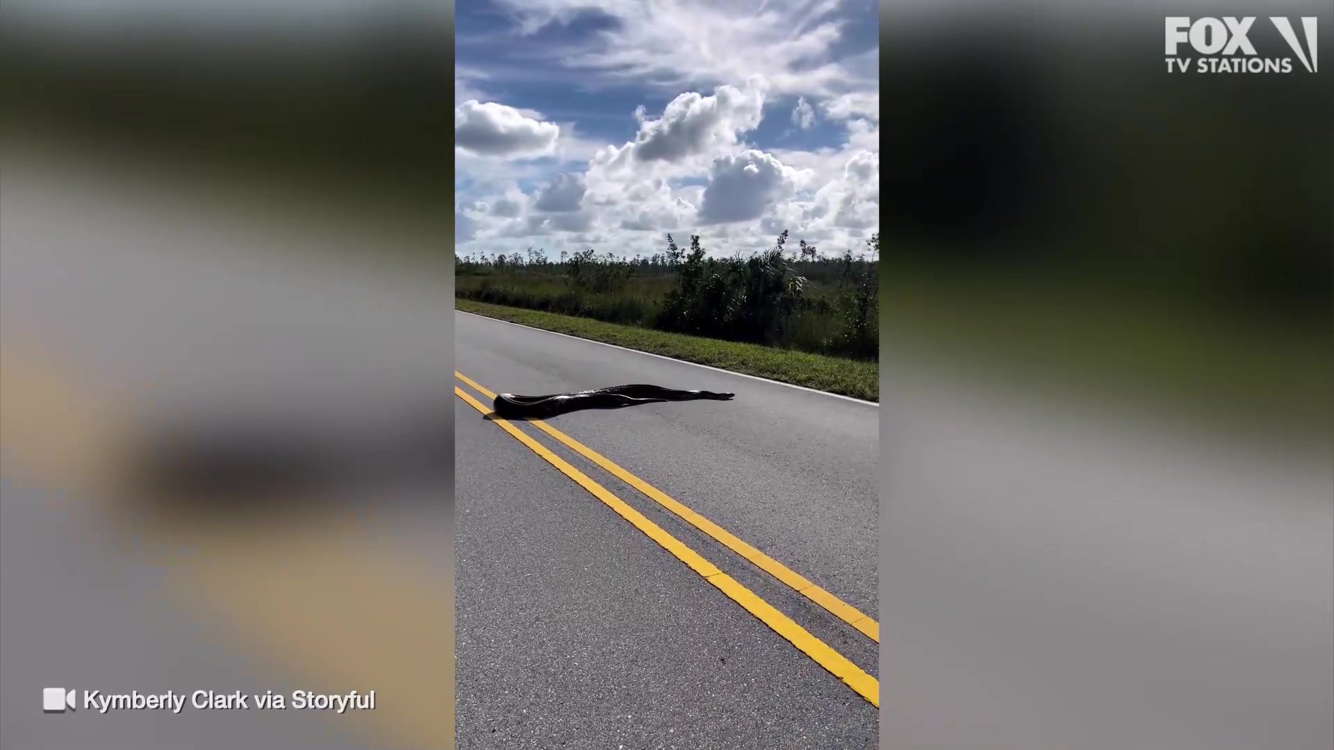MONSTER SNAKE! 🐍 A video of a 15-foot Burmese python crossing a road in ...