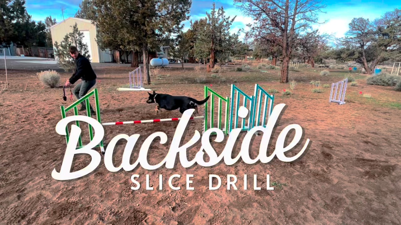🎉 Training Tuesday is here! 🎉 Is your dog having trouble nailing those ...