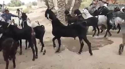 هذه سلالة ماعز لاتوجد إلا في باكستان اسمها "ناتشي" تتميز بضخامتها ...