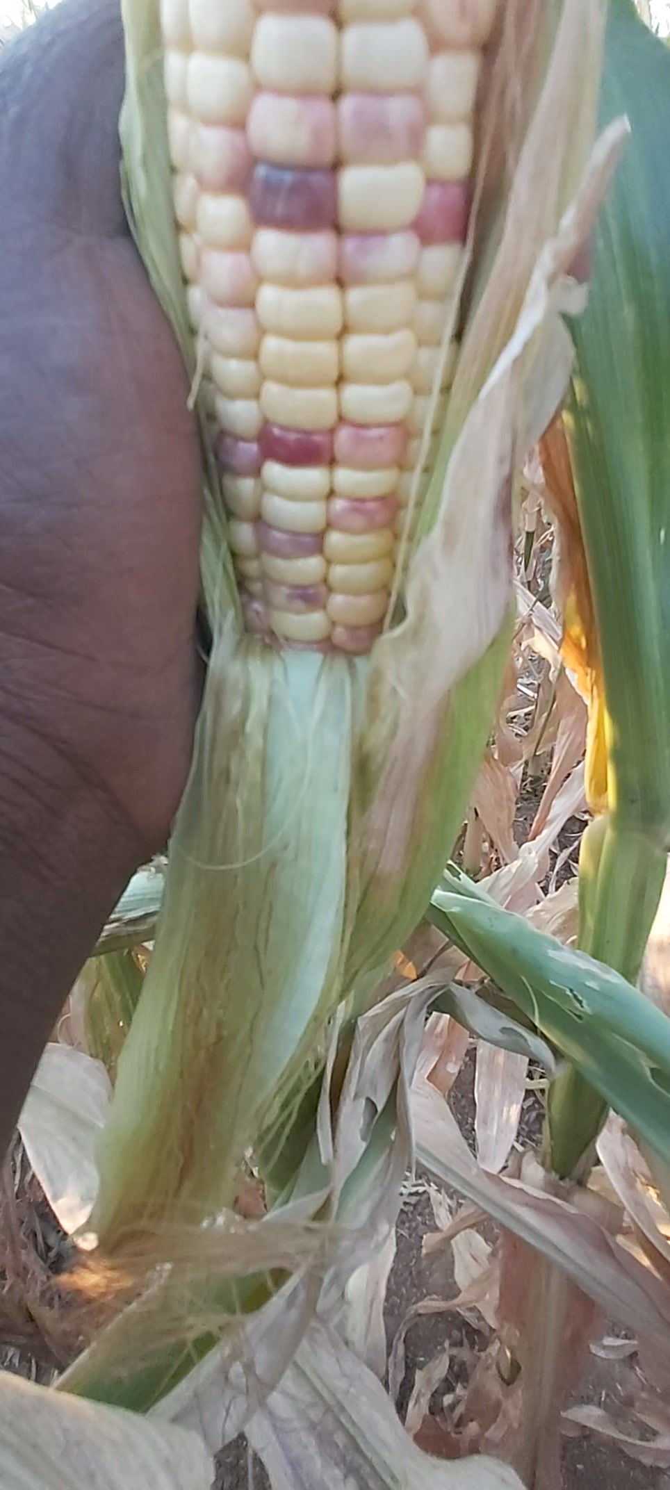 Dealing with a rat or mouse in the corn crop?