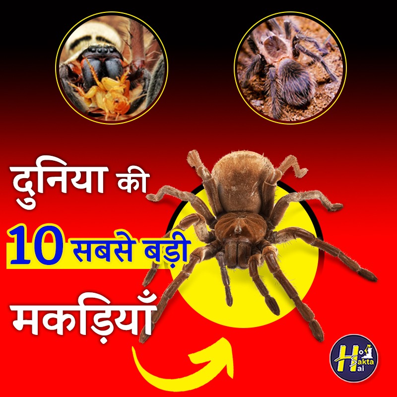 BIGGEST SPIDERS IN THE WORLD | Ho Sakta Hai | जानिए, दुनिया की सबसे ...