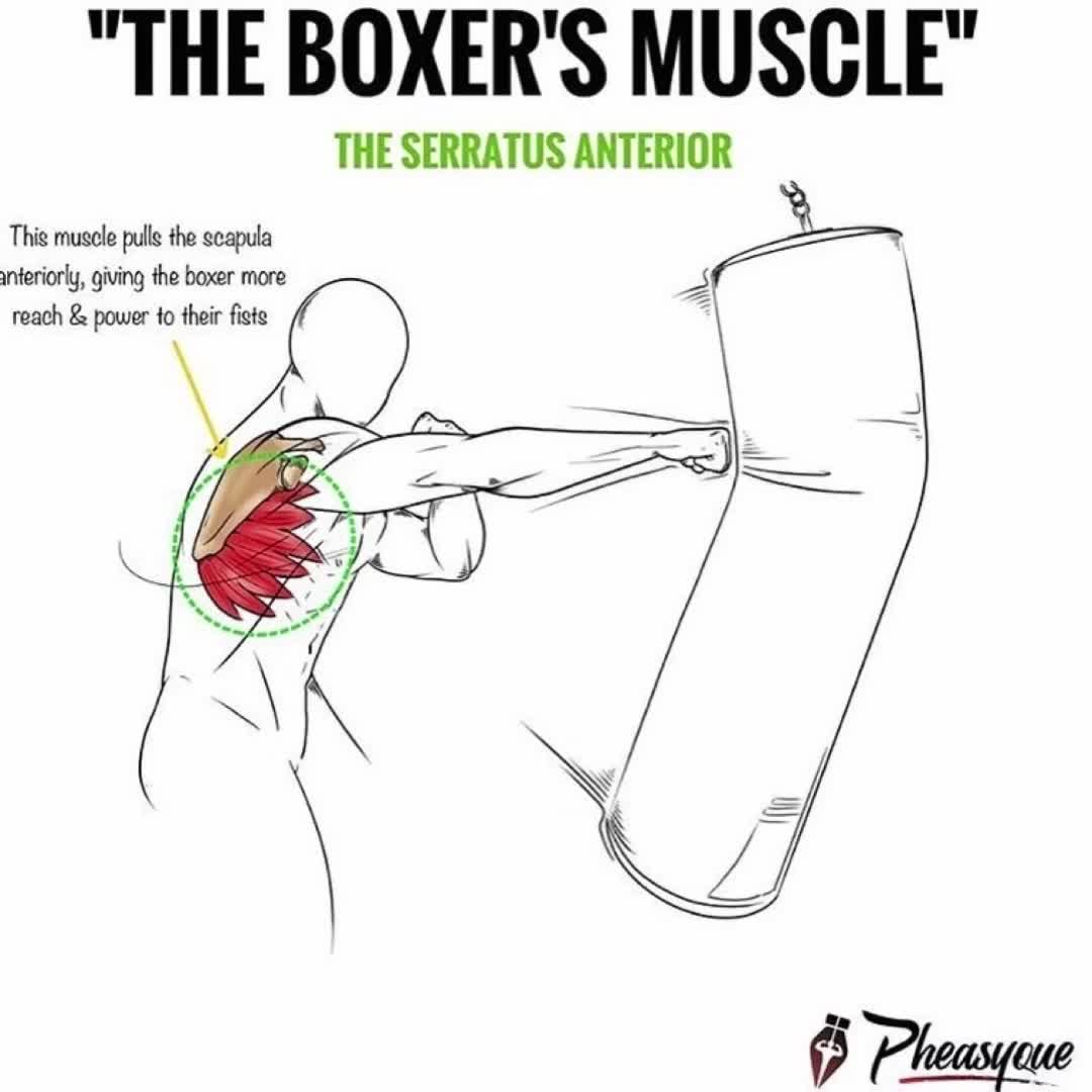THE MOST IMPORTANT SHOULDER MUSCLE YOU AREN’T TRAINING [Serratus ...