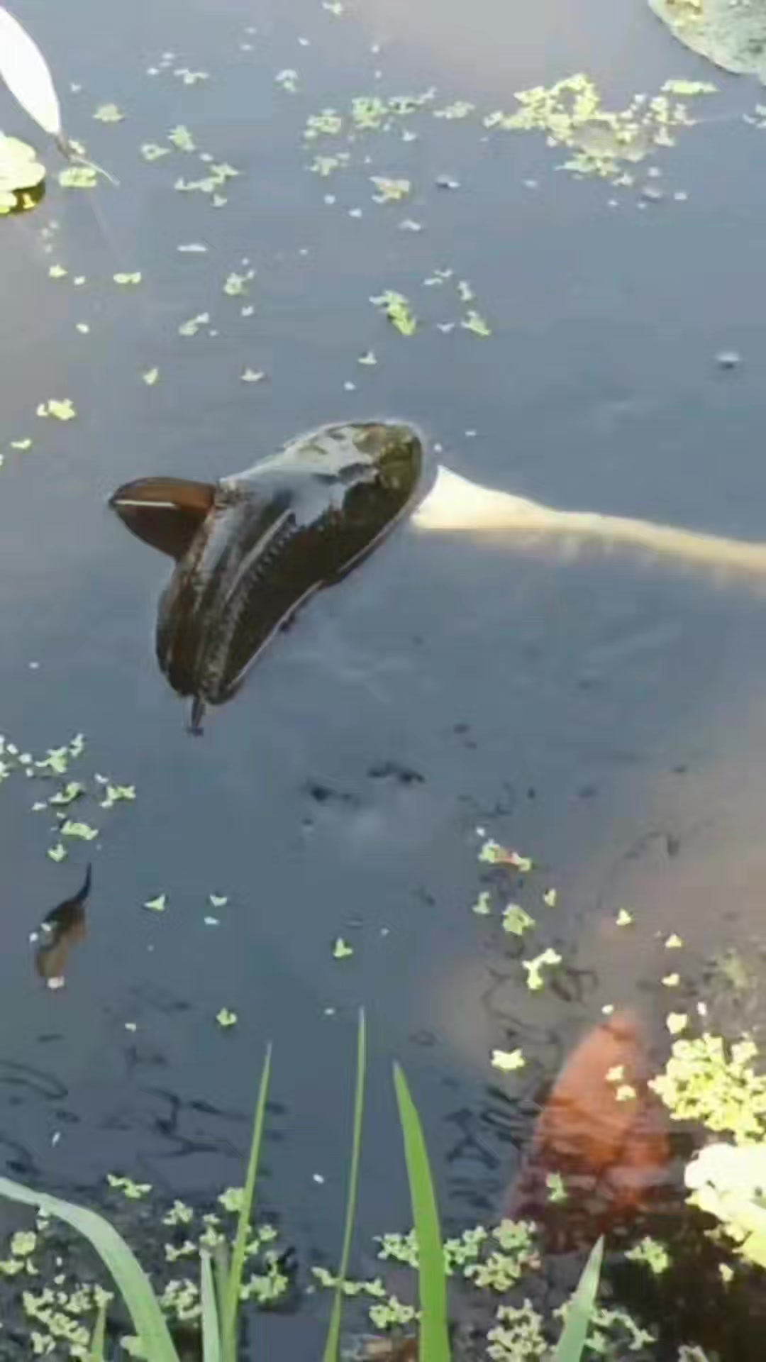 caught snake on hook with fish Smarkey Catcher Stick Tongs Catch Grabber Catching Handling Tool Picker Long Pole Kit for Rattlesnake, Copperhead Snake, Ball Python, Rattle, Cobra, Corn, Rosy Boas and Reptile Removal Trap Man reels in fish with
