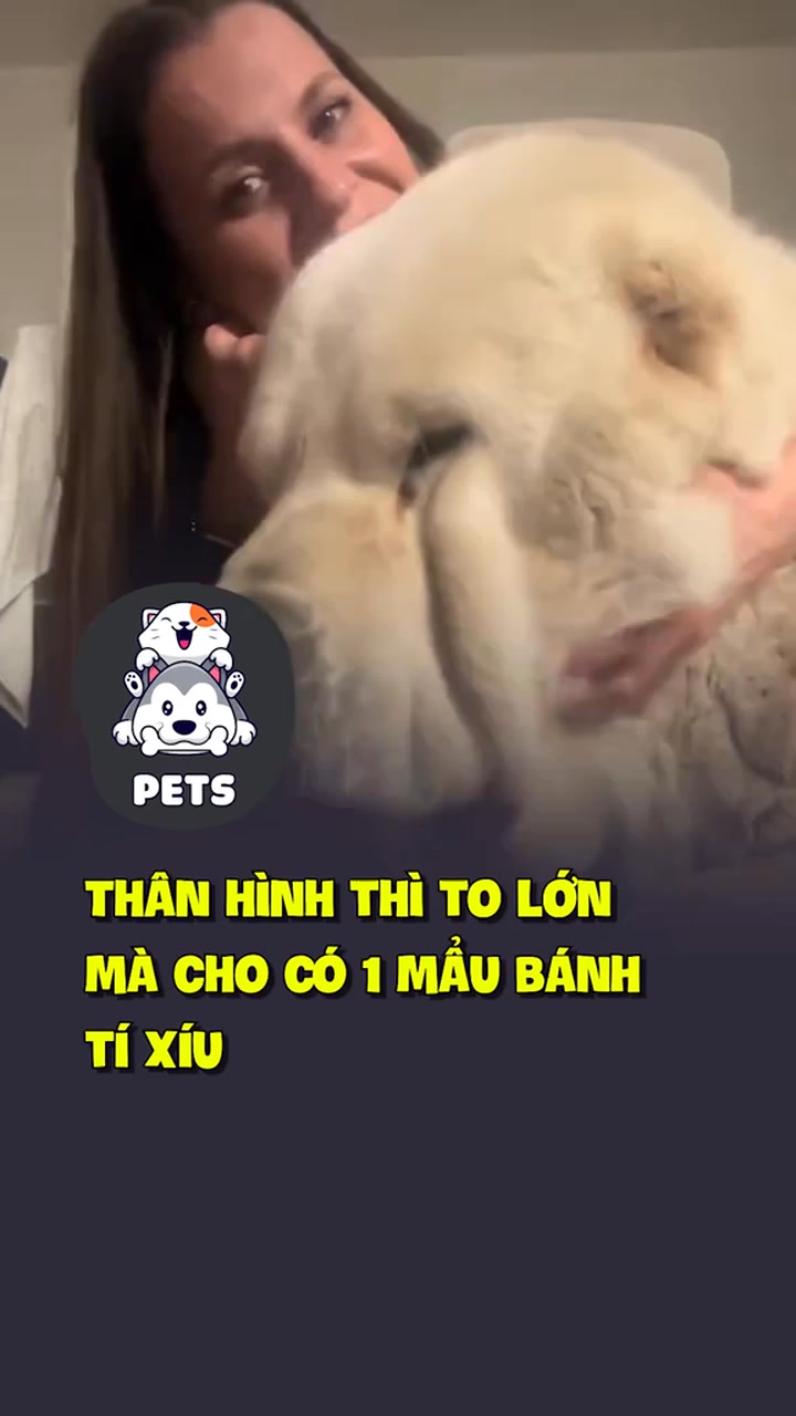 Thân hình thì to lớn mà cho có 1 mẩu bánh tí xíu 😂 #shorts #pets # ...