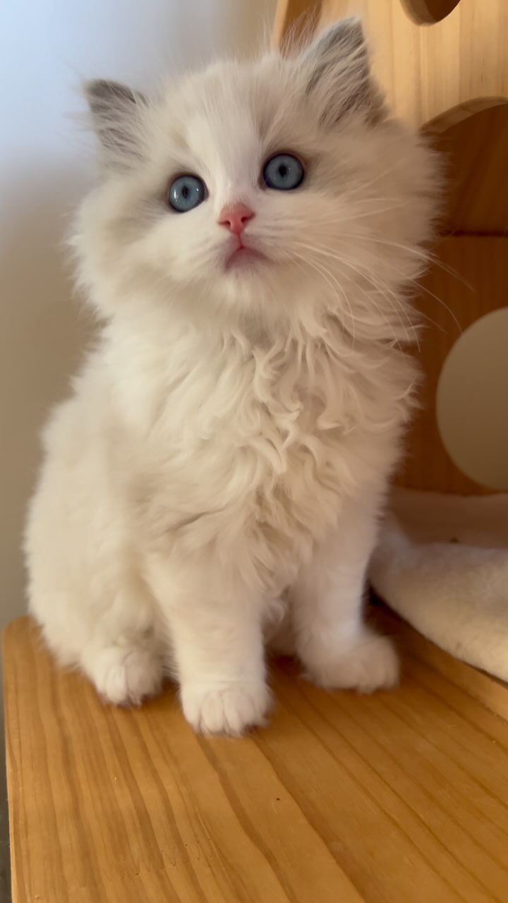 Blue bicolour Ragdoll kitten, Angel 😇 🤍🩵🐱 #kitten #instakitty #meow # ...
