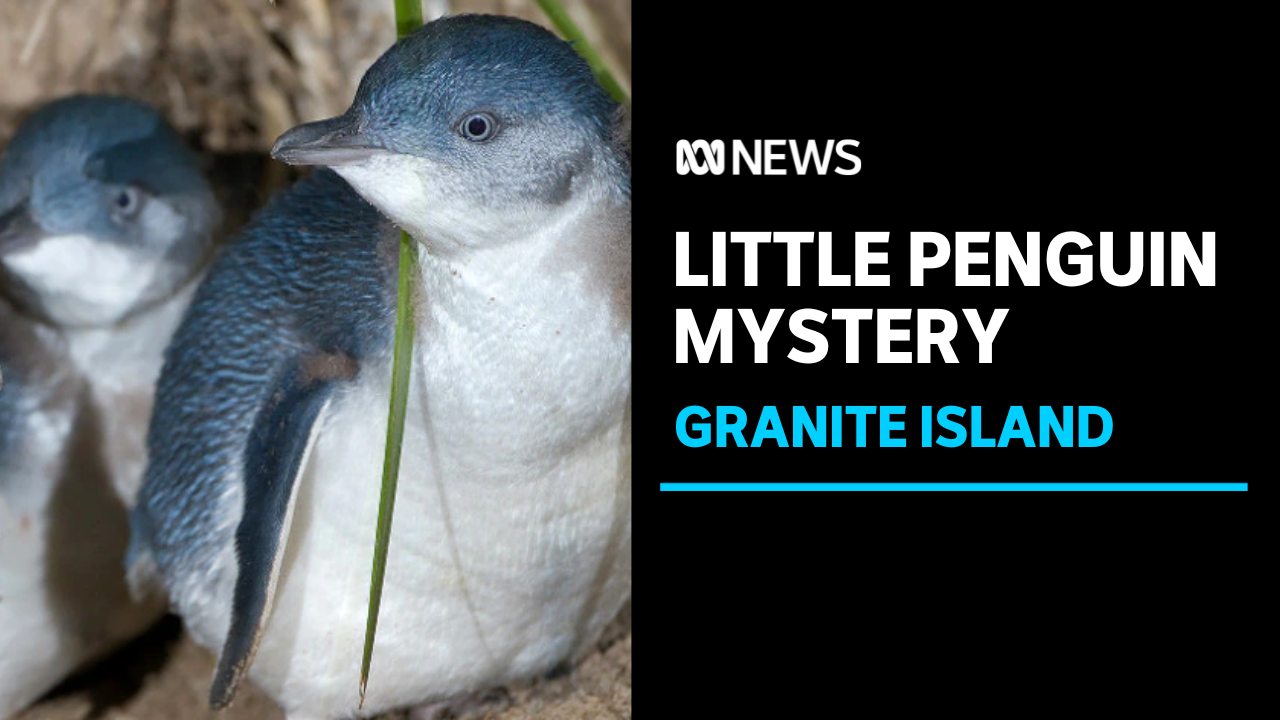 Scientists examine why little penguins turn up dead at Granite Island ...