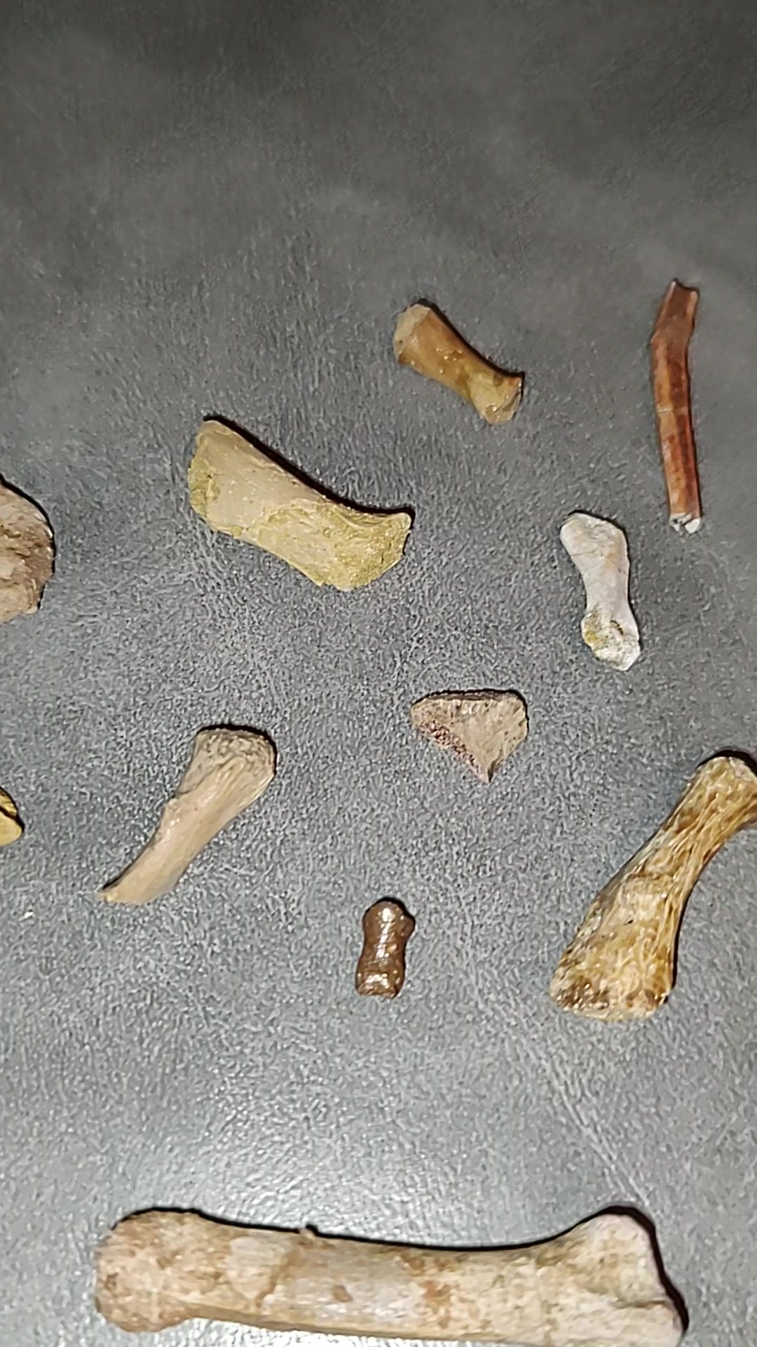 Exploring kem kem beds fossil site in morocco