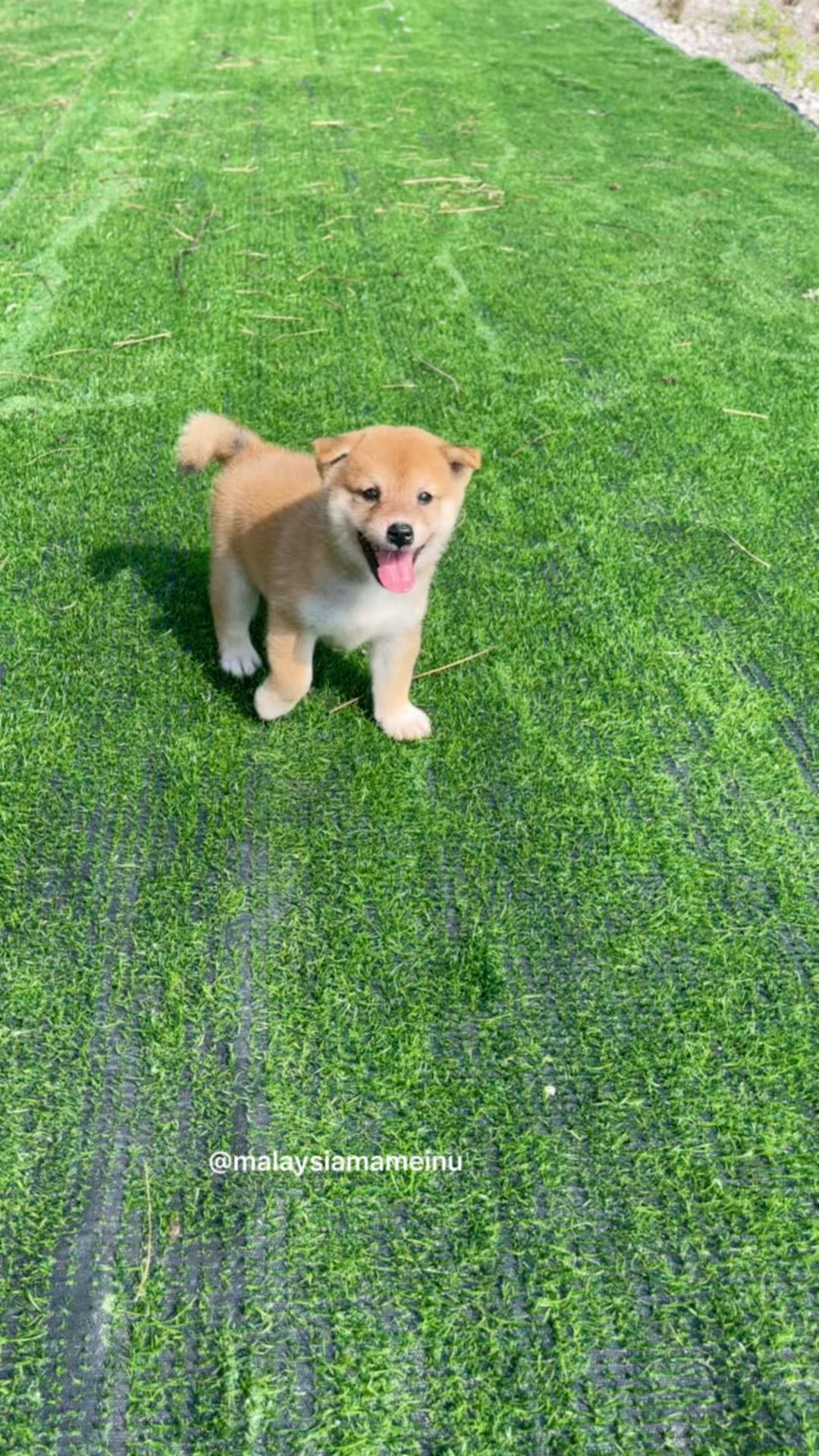 有太多人询问关于豆柴和柴犬到底什么区别 今天我们犬舍就来实拍一下我们两只柴犬妈妈豆柴妈妈的小豆柴已满月了就一个手掌那么大就在视频最后希望各位喜欢豆柴的粉丝们可以多多了解哦 豆柴的价格如果你去网上查阅资料后 你就知道豆柴的价格高于柴犬的价格 基本上